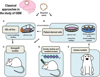 Evolution of Experimental Models in the Study of Glioblastoma: Toward Finding Efficient Treatments